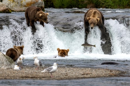 Brown bears at Brooks Falls eating sockeye salmon in Alaska’s Katmai national park.