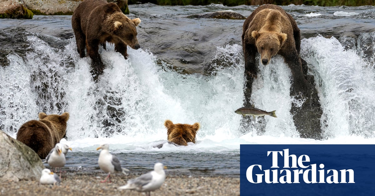 Outrage after Biden administration reinstates ‘barbaric’ Trump-era hunting rules