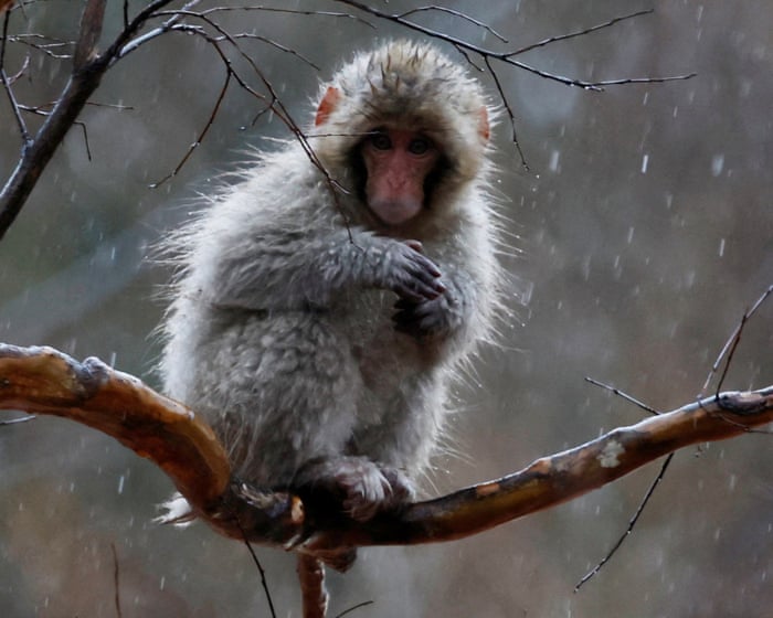 Week in wildlife: a wet macaque, four little pigs and a stowaway fox