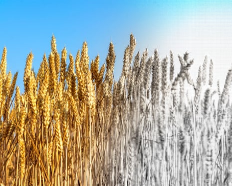 Globale Störung der Lebensmittelversorgungskette