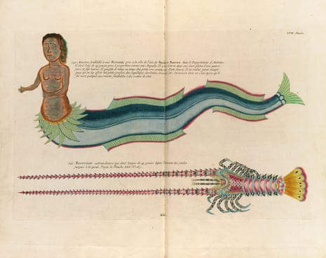 Colourful, annotated, illustrations of a mermaid and unknown sea creature.