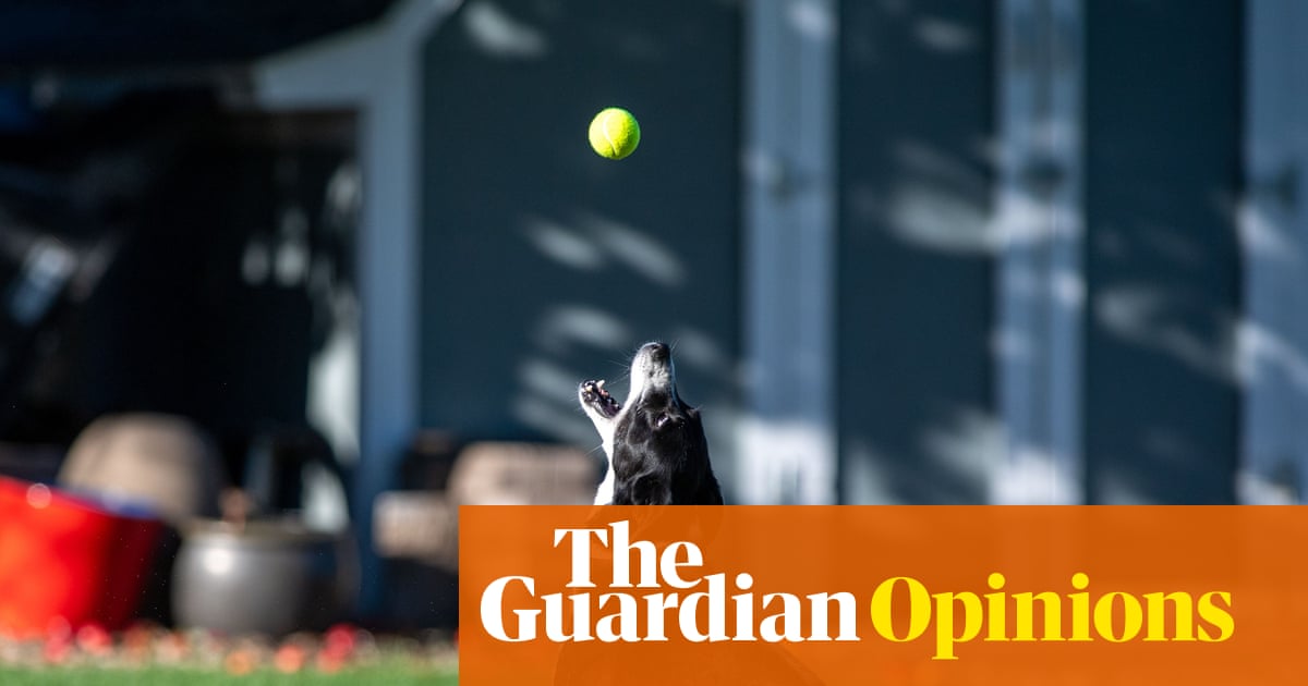 Dogs bred for herding sheep shouldn't be stuck in the city. I would know  years ago, I tearfully gave one up | Rebecca Shaw