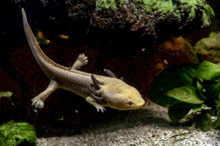 A brownish coloured axolotl swimming about.