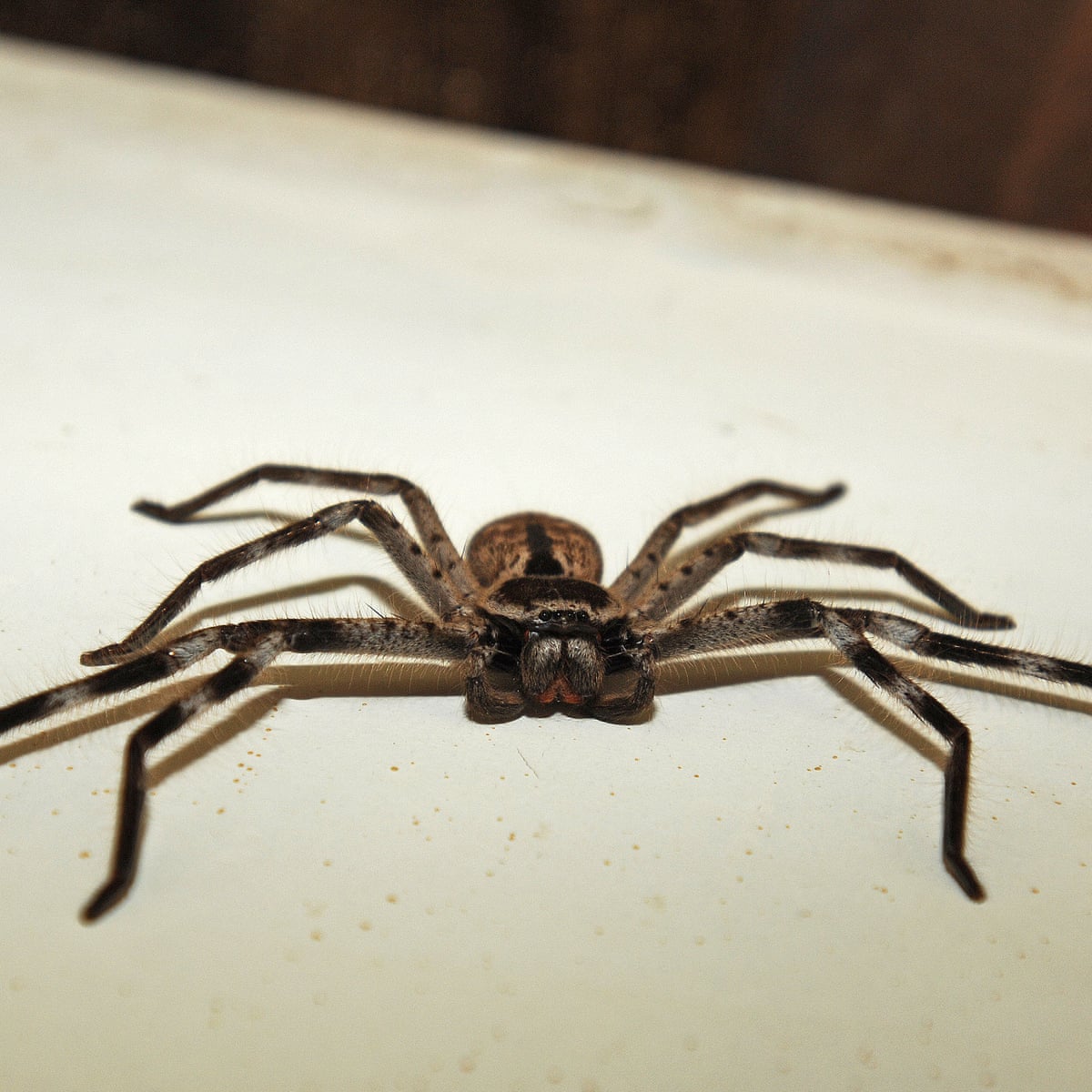 Australian Man Screaming At Spider Why Don T You Die Triggers Full Police Response Spiders The Guardian