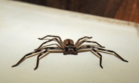 A Perth man apologised when a team of police officers showed up at his house. A passerby called police when they heard a toddler screaming and a man repeatedly shouting ‘Why don’t you die?’ He was apparently just trying to kill a spider. 
