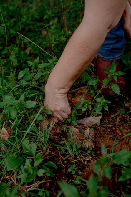 A person picks chestnuts.