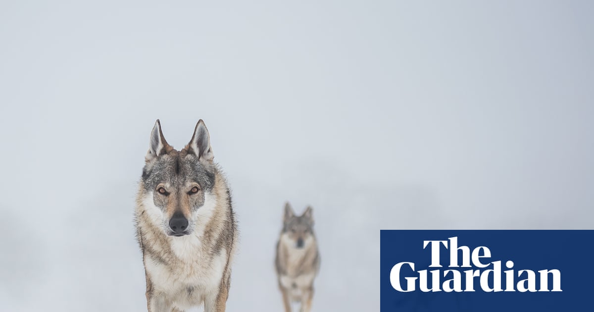 Stand still, make eye contact: Denmark tells tourists how to behave in a wolf encounter