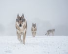 Stand still, make eye contact: Denmark tells tourists how to behave in a wolf encounter