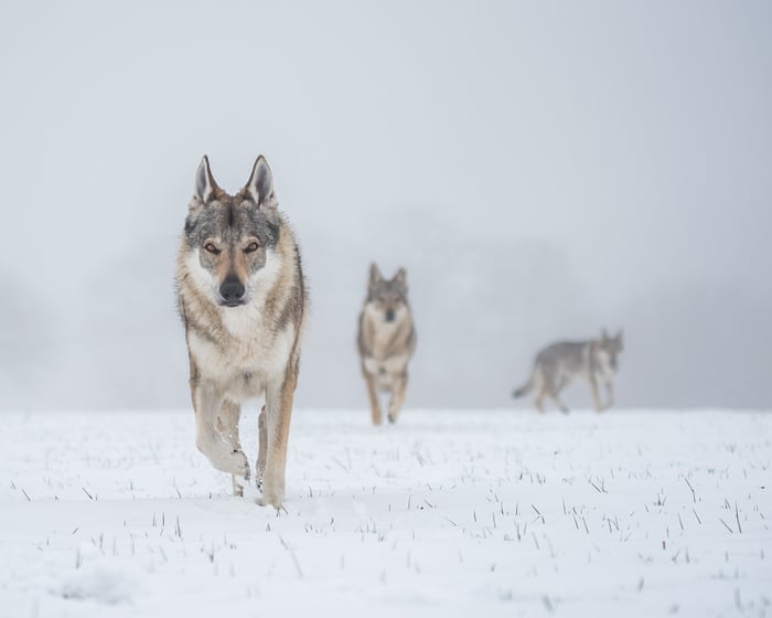 Stand still, make eye contact: Denmark tells tourists how to behave in a wolf encounter