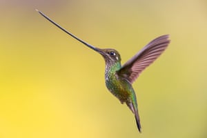 A sword-billed hummingbird in flight