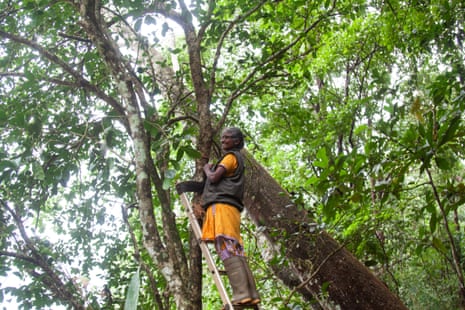 A smiling woman stands at the top of a ladder propped against a rainforest tree