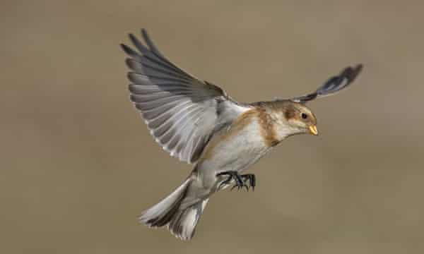 As Britain S Birdlife Takes Flight Skies Of My Youth Are Changing For Ever Birds The Guardian As Britain S Birdlife Takes Flight Skies Of My Youth Are Changing For Ever Birds The Guardian
