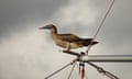 A brown booby perched on the end of a spinnaker pole of a sailboat