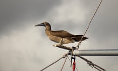 A brown booby perched on the end of a spinnaker pole of a sailboat