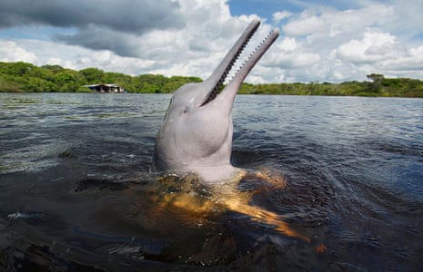 A dolphin shows its long beak as it swims upright in a wide river
