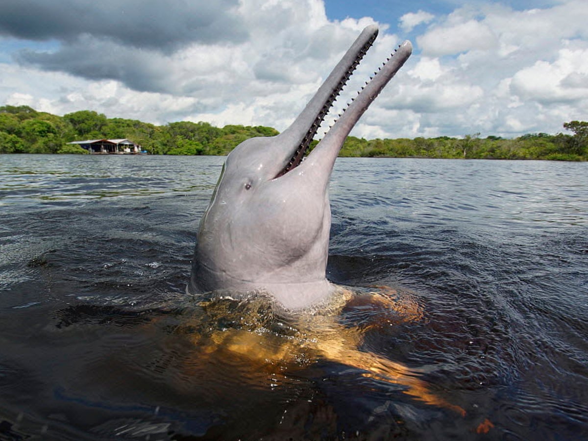 Pink dolphins and reformed Colombian rebels turn no-go zone into ...