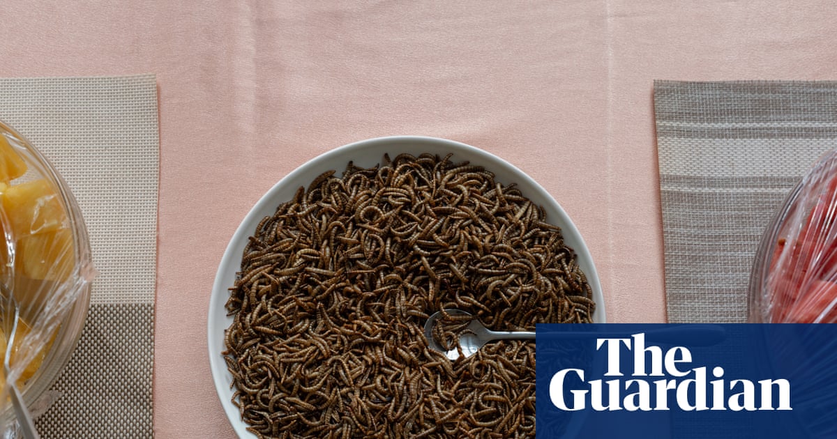 From black soldier flies to mealworms: farming insects for food, fodder and fertiliser in Uganda