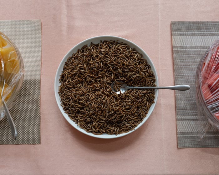 From black soldier flies to mealworms: farming insects for food, fodder and fertiliser in Uganda