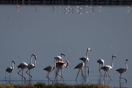 A flock of flamingos stands at the water’s edge.