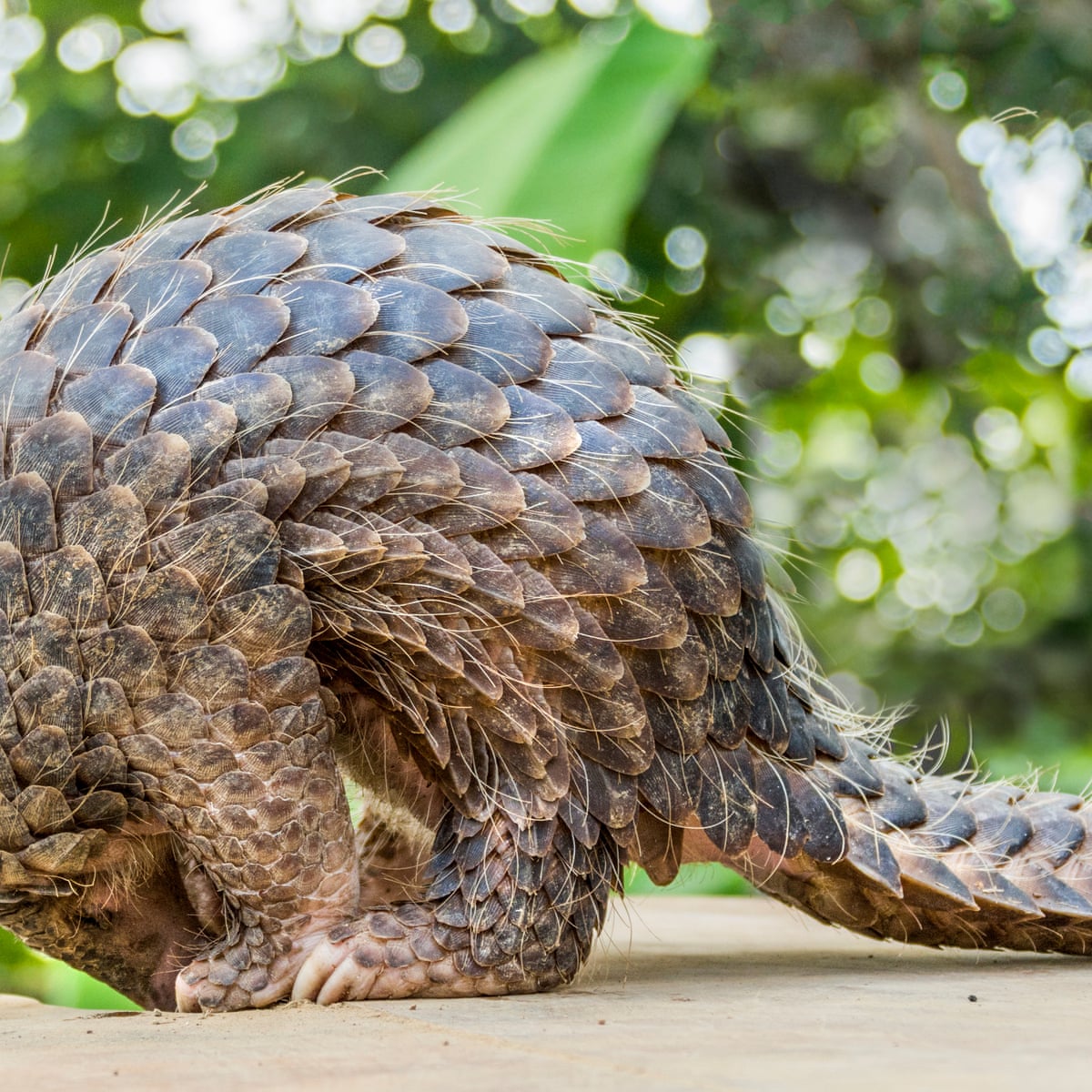 China Raises Protection For Pangolins By Removing Scales From Medicine List Animals The Guardian