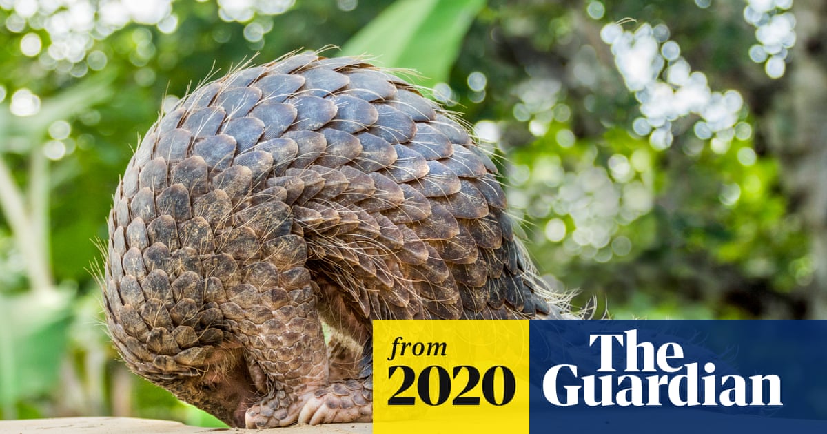 Pandemic shines harsh light on Trump's failure to protect pangolins