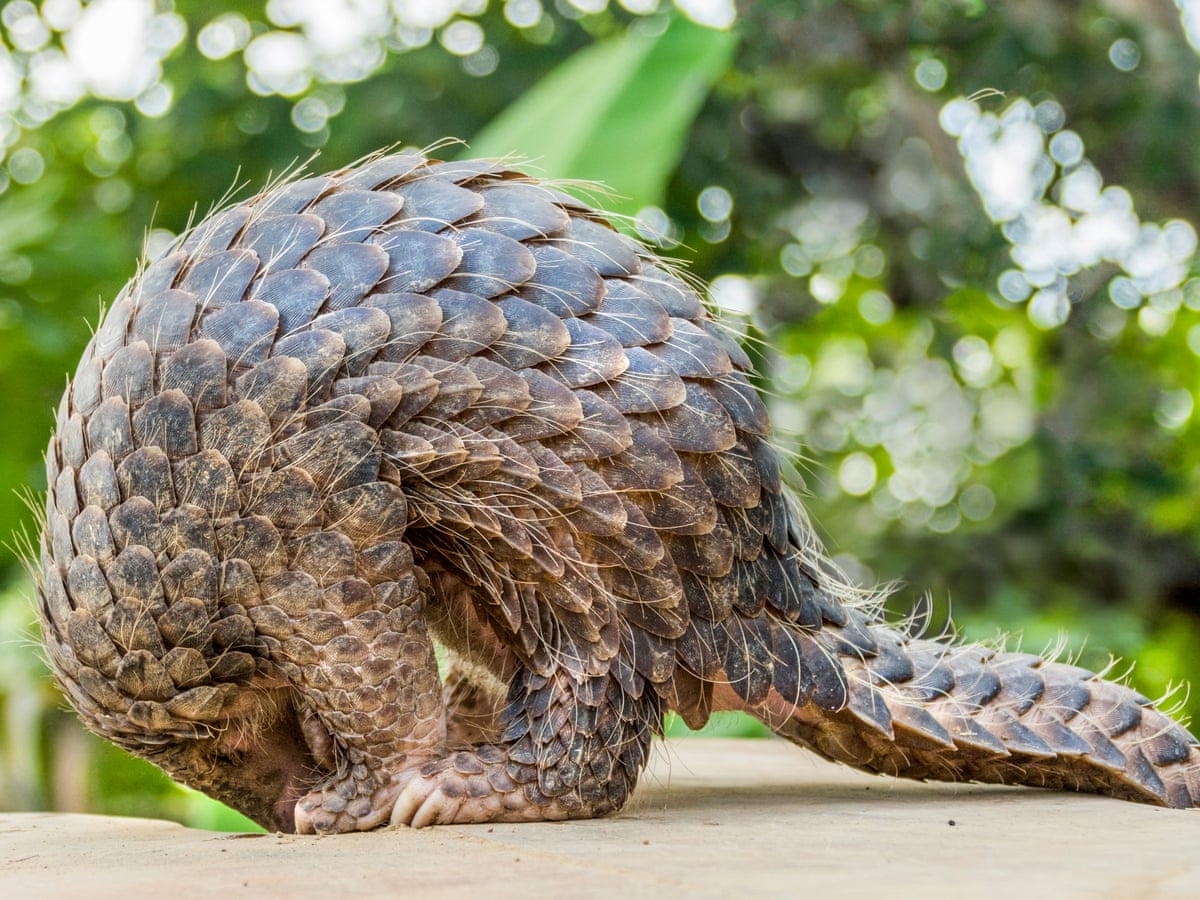 Rare And Endangered Animals Of Raja Ampat Papua Paradise