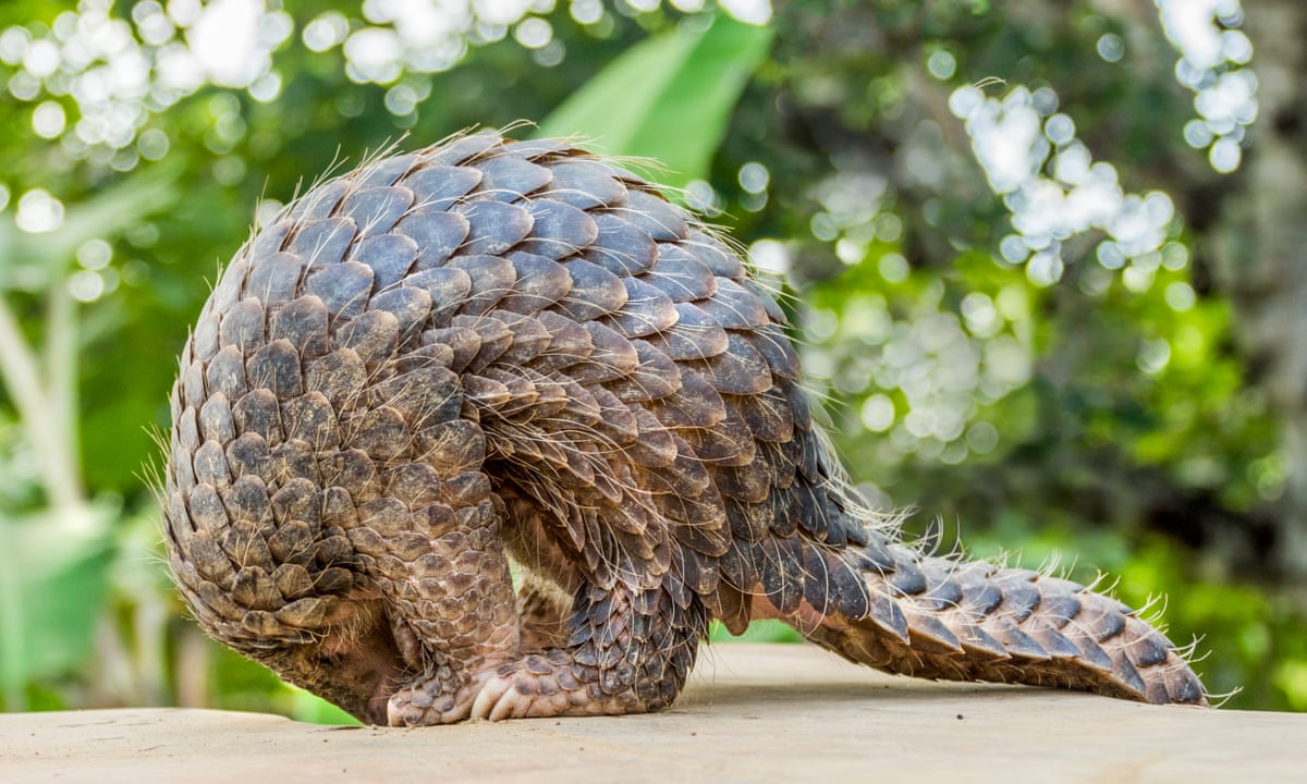 China raises protection for pangolins by removing scales from medicine list  | Animals | The Guardian