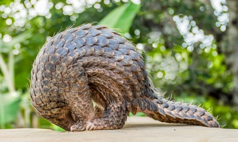 pangolin standing on a wall, Indonesia