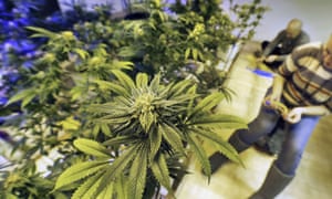 Facebook ha estado cerrando las cuentas gestionadas por empresas relacionadas con la marihuana.