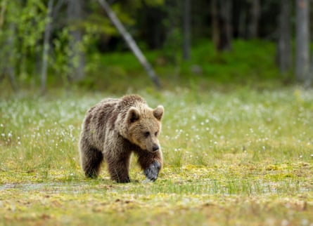 A Eurasian brown bear pads across grass with forest behind
