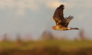 A hen harrier