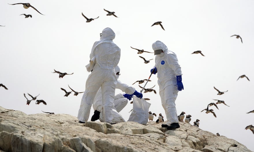Three people in white hazmat suits pick up the corpses of birds as other birds fly overhead