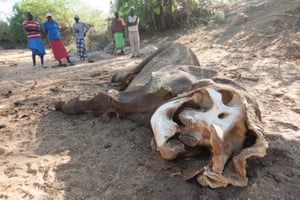 Locals look at the carcass of a poached elephant killed for ivory in a dried up riverbed in Samburu, northern Kenya.