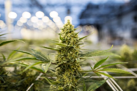 The wild west of weed: will legalisation work for Canada? | Cannabis | The Guardian