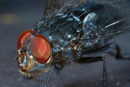 Close up of a bluebottle fly
