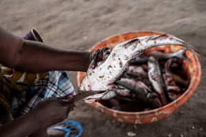 Fish trader Isatou Darboe cleans fish and prepares it to smoke in Gunjur village