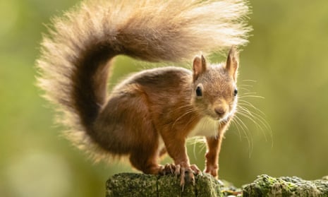 The red squirrel can survive in non-native plantations that are inhospitable for the grey.
