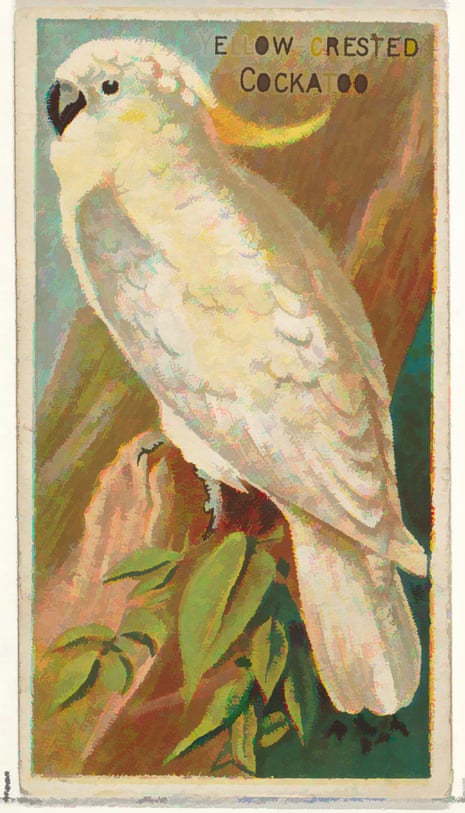 Art inspired by Yellow-Crested Cockatoo, from the Birds of the Tropics series for Allen & Ginter Cigarettes Brands, 1889