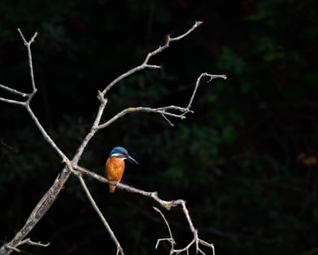 A Kingfisher on a branch