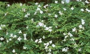 Take Time Out To Smell The Jasmine Life And Style The Guardian