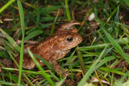 A common toad amid grass