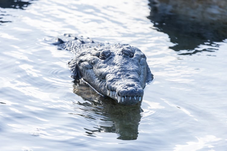 The secret lives of Florida’s crocodiles: study reveals long-distance commutes The secret lives of Florida’s crocodiles: study reveals long-distance commutes