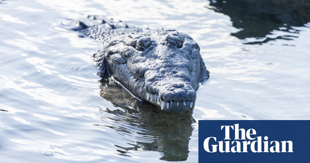 The secret lives of Florida’s crocodiles: study reveals long-distance commutes | Florida The secret lives of Florida’s crocodiles: study reveals long-distance commutes | Florida
