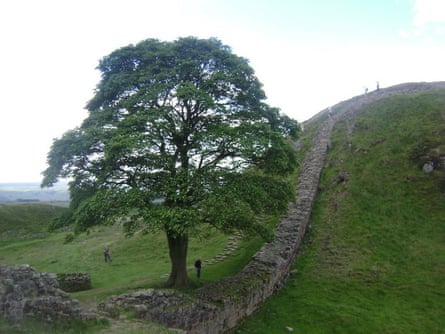Séamus Enright’s picture of the Sycamore Gap tree, taken in 2011.