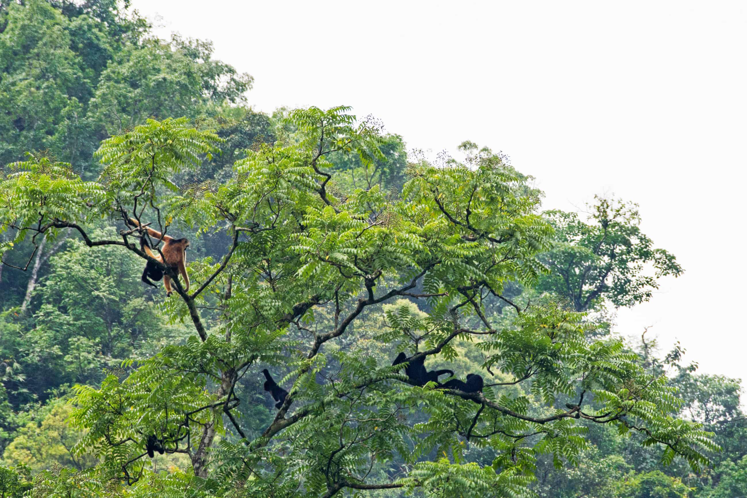 The genius of trees: how forests have shaped humanity, from chocolate cravings to our ability to dream