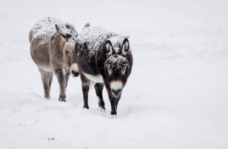 Two miniature donkeys plod through snow while grazing near Cremona, Alberta, after the first snowfall of the season in October.
