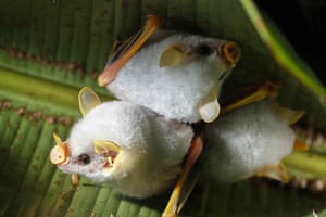 Os morcegos brancos hondurenhos se agarram como folhas na área florestal de Guápiles, Costa Rica.