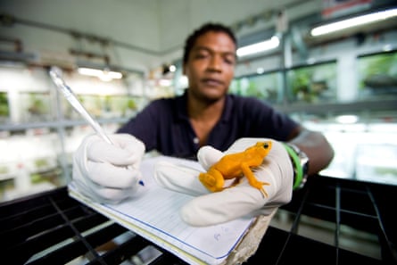 A man treats a frog at the amphibian conservation centre, El Valle de Antón, Panama.