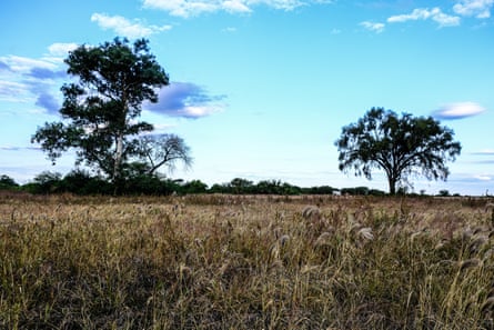 A field with two trees on the horizon