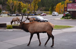 A bull elk joins other elk in wandering through the parking lot of a shopping center in Estes Park, Colorado, US